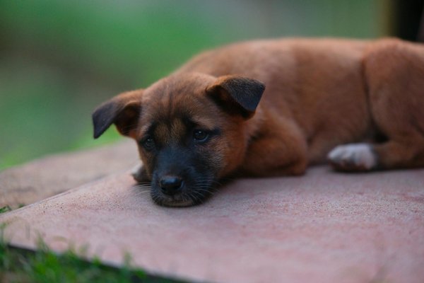 Essential tips for easing your cat"s anxiety at the vet: stress-reducing strategies you need to know